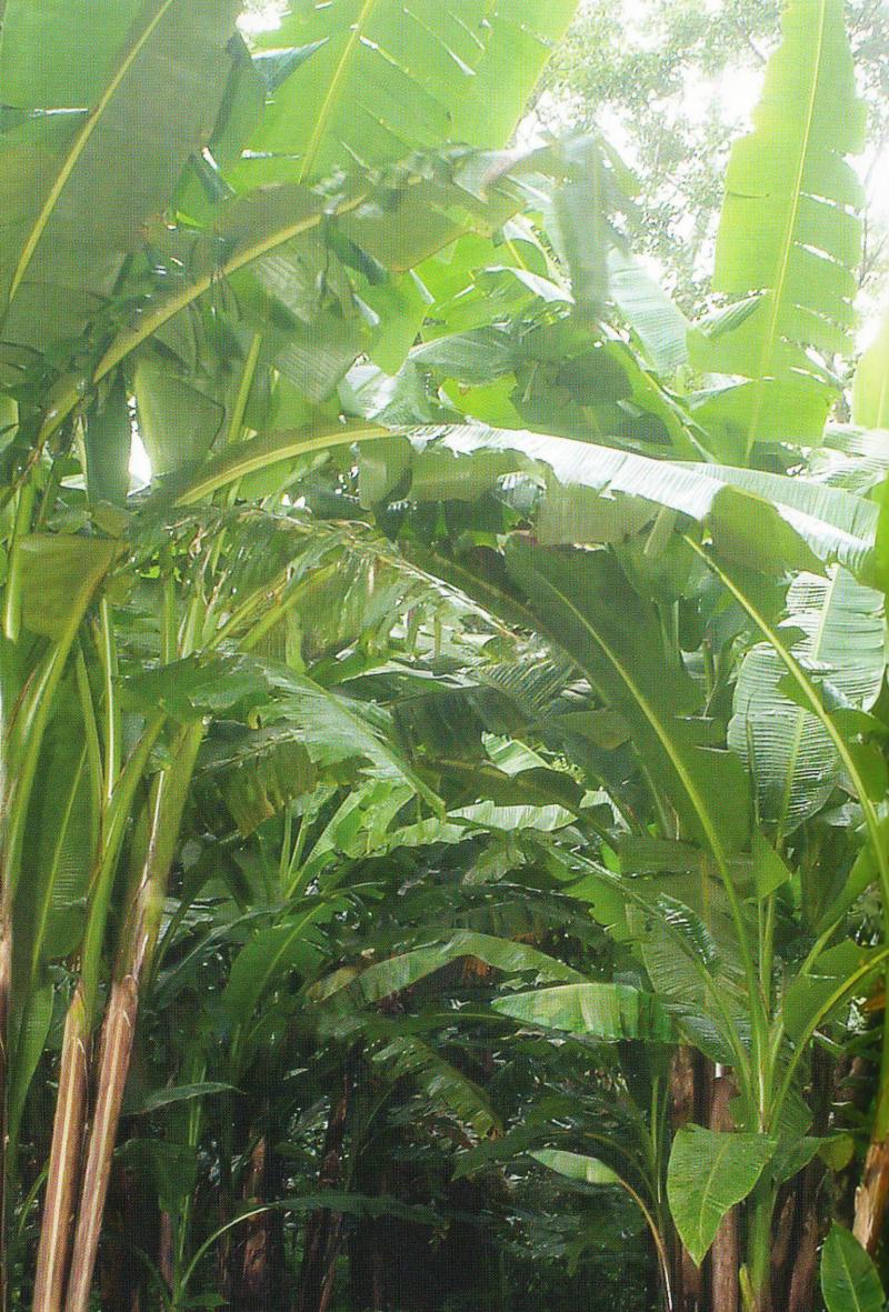 Weavemanila Inc. Resources & Links